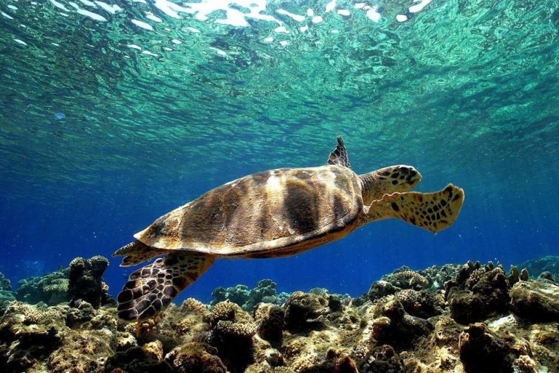 Nouvelle Ponte de Tortue Marine sur la Côte d'Azur  